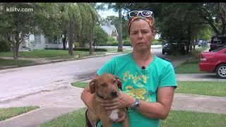 Neighbors concerned over pack of dogs