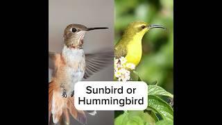 Hummingbird or Sunbird