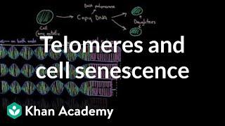 Telomeres and cell senescence | Cells | MCAT | Khan Academy