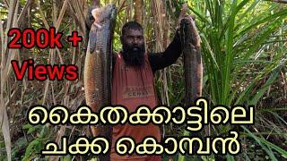 #reallife #realfishing #kerala #fishing #allfish #indiafishing #fish #all #kuttanadanfishing #india