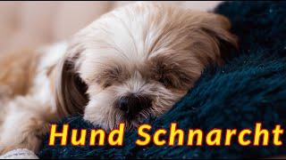 Hund schnarcht  Shih Tzu schläft und schnarcht