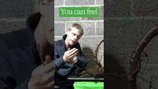 How to use a chopstick in bonsai