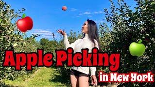 APPLE PICKING WITH FRIENDS - New York Farm Experience Apple Picking Season Fall 2020 | MaiAnh Nguyen