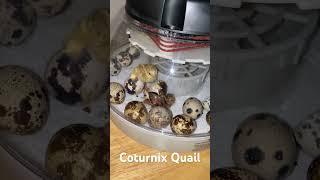 Hatching  Coturnix Quail