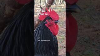 How to Tame an Aggressive Rooster #funny #chickens #farmlife