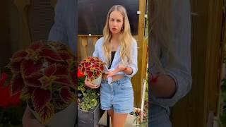 Сеем колеусы на рассаду #рассада #цветы #колеус #колеусы #семена