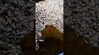 Takin it EZ  #ASMR #Fish #Aquatic #Calm #Relax #Jazz