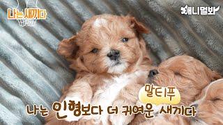 나는 태어난 지 29일된 말티푸 새끼다[애니멀봐 나새끼 54호]ㅣI’m 29 days old Maltipoo Baby[SBS Animal I’m A Baby 54th lead]