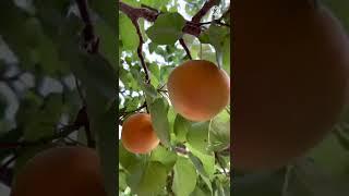 Apricot harvesting /Apricot season-Apricot fruit #Apricot garden #Shorts #Lincooking