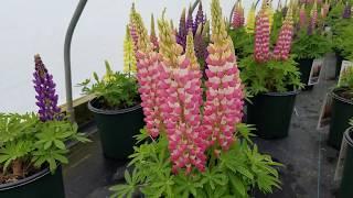 Lupinus Staircase™ Grower's Assortment (Lupines)