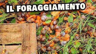 Il foraggiamento per le chiocciole - Quintali di vegetali