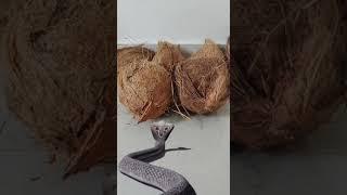 Naagaiyan vs cocanuts#havish#cute /fun clip