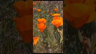 How the California Poppy Became the State Flower of California