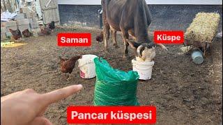 PANCAR KÜSPESİ / POSASI HAYVANA YARARMI? / PANCAR KÜSPESİ SÜTTE KOKU YAPARMI? / KAÇ KG VERMELİYİZ?