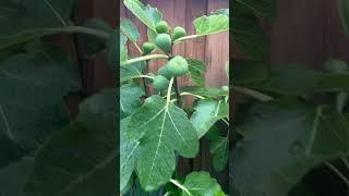 Fig garden July 2024 season #figseason #gardening #figlife