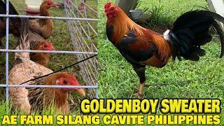 Beautiful Goldenboy Raptor Sweater 5K SC DN AE FARM - Carl Dimayuga