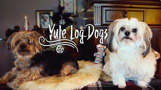 Yule Log Dogs | Pagan Witch Yorkies with Solstice ambience, fire crackling & music for 10 minutes