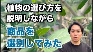 観葉植物の選び方のコツを説明しながら販売用の選別をしてみた