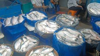 Export Quality Big Size Ilish/Hilsa Fish | Big Ilish / Hilsa fish