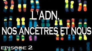 2 - L'ADN, nos ancêtres et nous