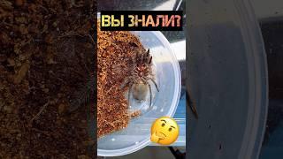 Tarantula Grammostola Pulchra molts ️ #shorts #tarantula #spider #pulchra #molting #animals