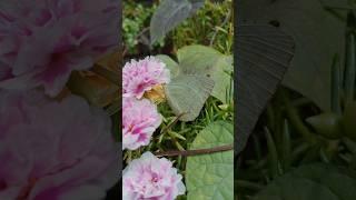 madam #butterfly came to visit garden.She is not afraid of gardener