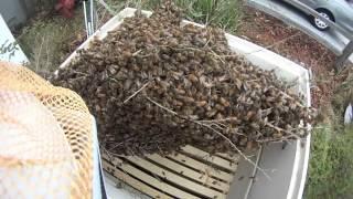 Backyard Beekeeping - Recovering A HoneyBee Swarm