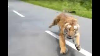 Motorcyclists flee from tiger chasing them in wildlife sanctuary in Kerala, India I ABC7