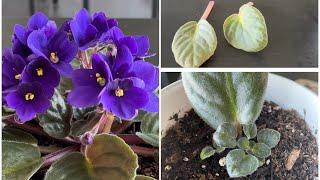 非洲紫罗兰，摘片叶子插在土里就能活，一盆变多盆African Violet