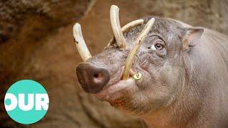 How Modern Medicine Is Helping The Rare Babirusa | Extraordinary Animals | Our World