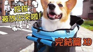 柯基犬肥油 X 把拔被放出來啦 完結篇!!!