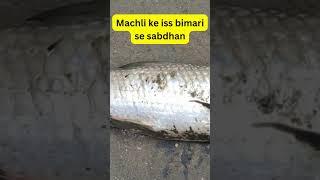 Gill Disease se Sabdhan || Fish Farming Disease in India #fishdisease