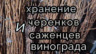 Хранение саженцев и черенков винограда.