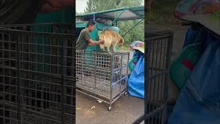 The homeless man gets up early in the morning and starts another day with his golden retriever