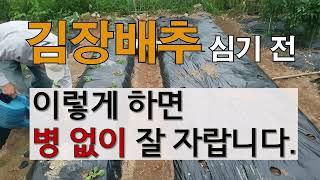 김장배추 심기 전에 이렇게 하면 병 없이 잘 자랍니다. #주말농장 도시 텃밭 김장배추 가꾸기