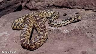 DoD PARC Species Profile Video Series: Episode 15: Gophersnake