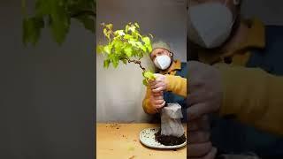 How to bend a Bonsai #18 - Acer Ginnala | Bonsaifly #shorts