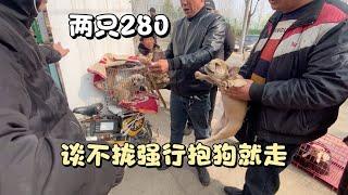 实拍狗肉车老板收狗，一只斗牛犬和泰迪犬，谈不拢强行抱狗就走！