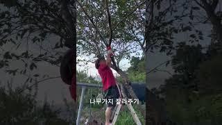 [흙집일기 3] 느티나무 전정 #미니톱 #나무자르기 #꿈꾸는흙집마당민박 #해남여행