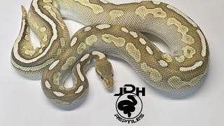 JDH Reptiles is live - Selling animals.. YOU BUY, I SHIP!!