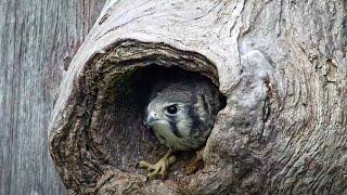 Third American Kestrel Chick Fledges From Nest Box In Wisconsin – June 13, 2025