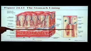 Anatomy and Physiology Help: Chapter 24 Digestive System