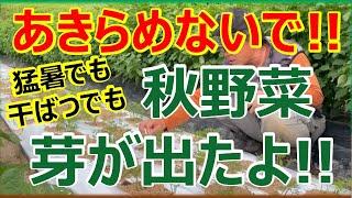 猛暑でも干ばつでも芽は出ます！あきらめないで種を蒔いて水やりしよう！