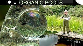 How to get rid of algae without chemicals in an organic pool