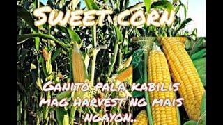 Agricultural Technology-Sweet Corn Farming AgriTech. TV