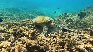 Snorkelling Pigeon Island in Sri Lanka