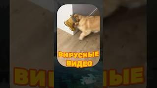 ВИРУСНЫЕ ВИДЕО / Игра в прятки 