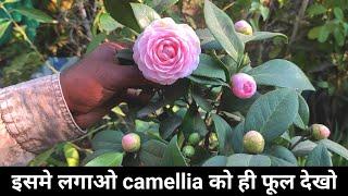 How to grow camellia plant | potting mix for camellia | potting mix