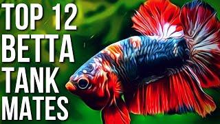 Top 12 Best Betta Fish Tank Mates | Betta Tank Mates You Can Try