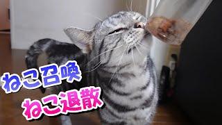 猫召喚と猫退散（アメリカンショートヘア）